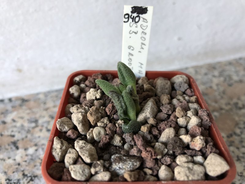 Adromischus marianae grootberg 