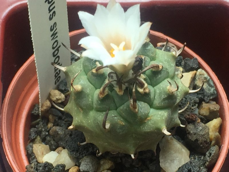 Turbinicarpus swobodae 