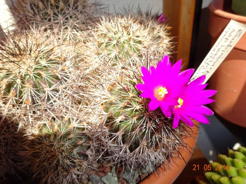 Turbinicarpus horripilus 