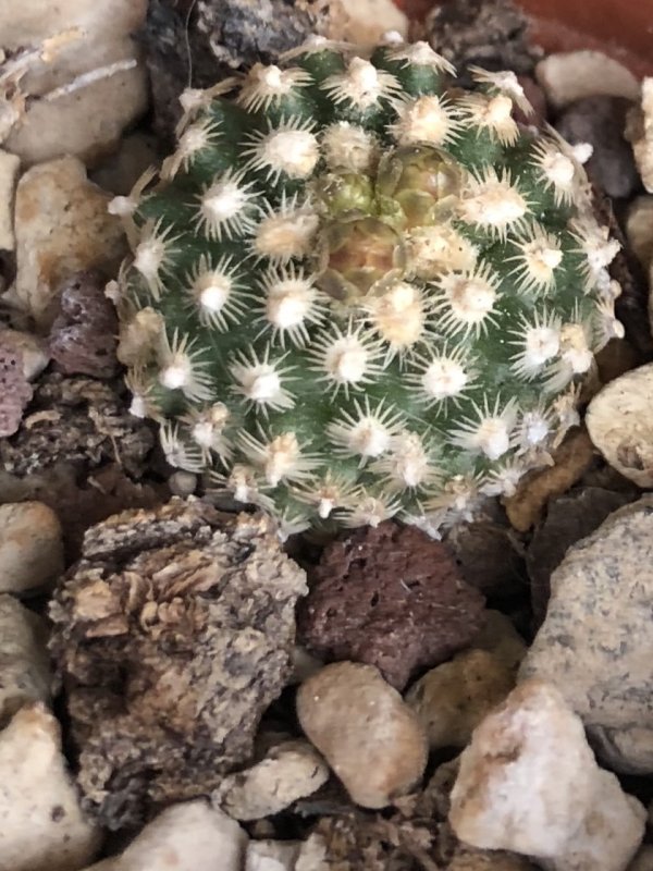 Pediocactus knowltonii 