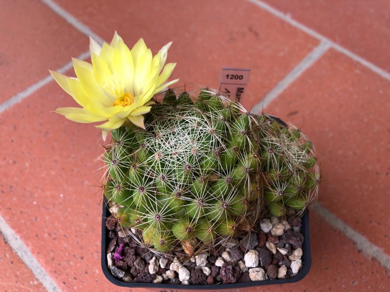 Mammillaria sphaerica 