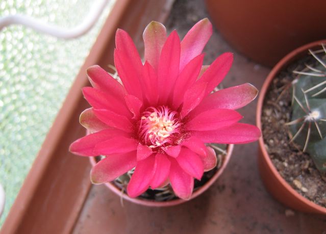 Gymnocalycium baldianum 