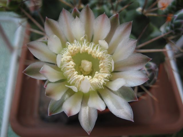 Gymnocalycium baldianum 