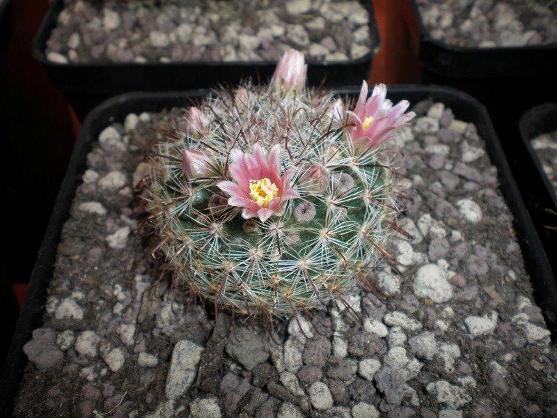 Mammillaria jaliscana 