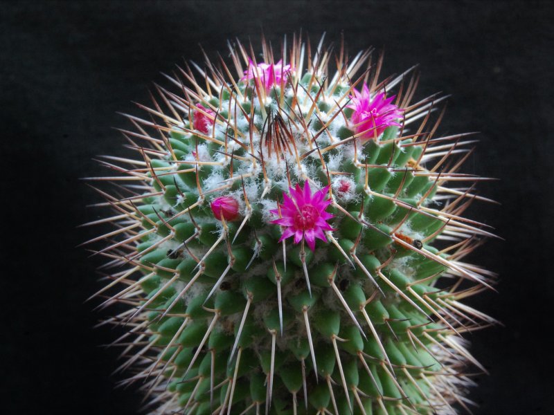 Mammillaria polythele 