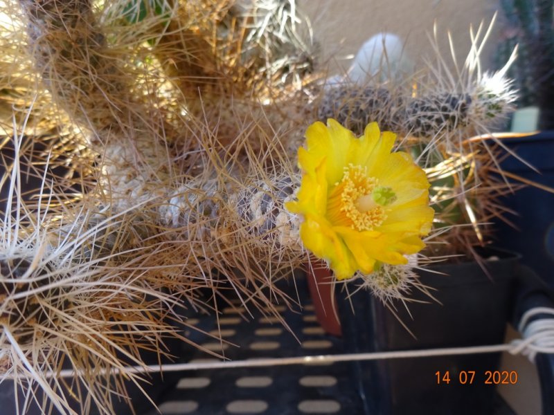 Tephrocactus weberi 