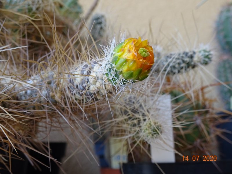 Tephrocactus weberi 