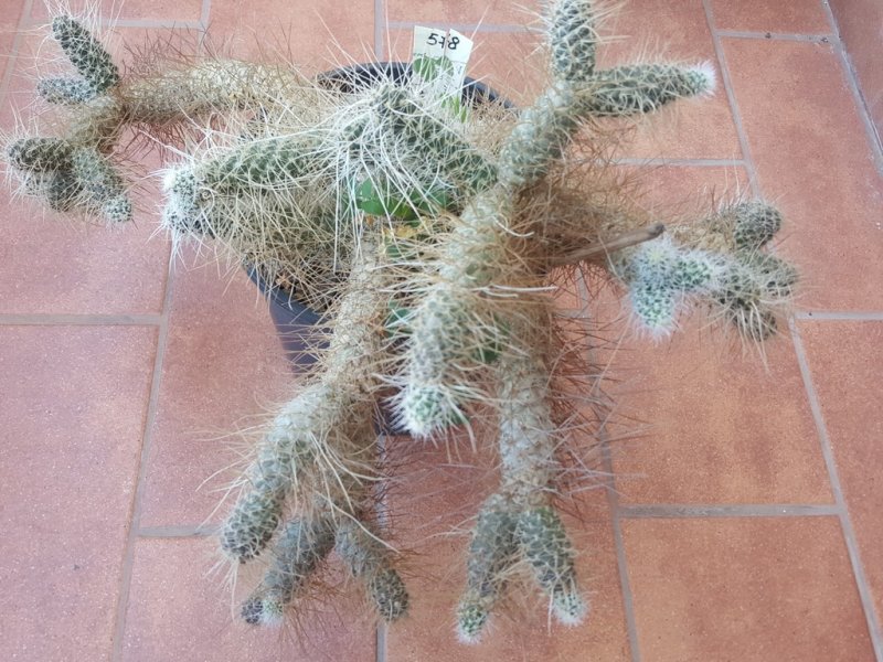 Tephrocactus weberi 