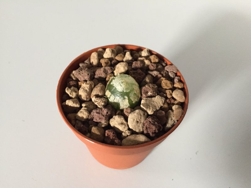 Conophytum burgeri SH409