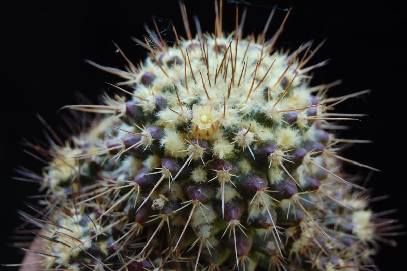 Mammillaria karwinskiana ssp. beiselii f. arteaga 