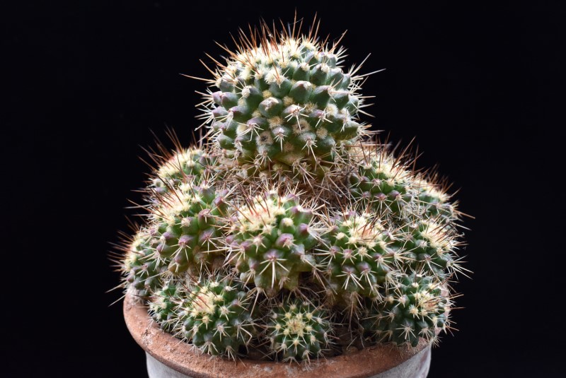 Mammillaria karwinskiana ssp. beiselii f. arteaga 