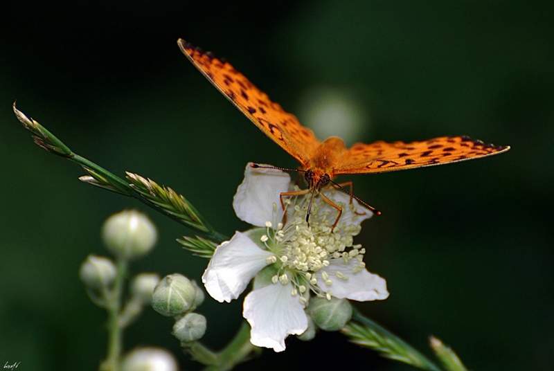 Argynnis paphia - maschio  