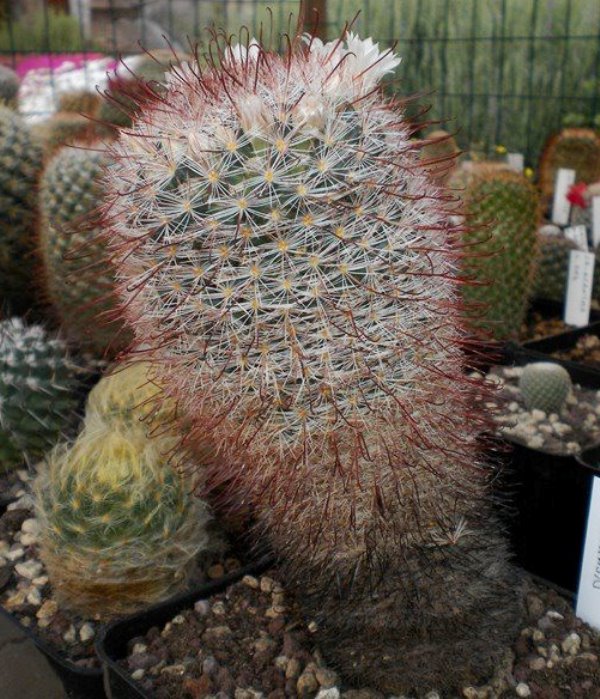 Mammillaria mercadensis 