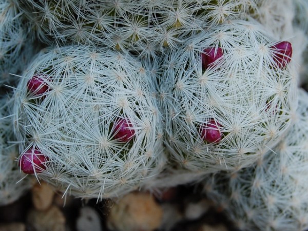 Mammillaria humboldtii 