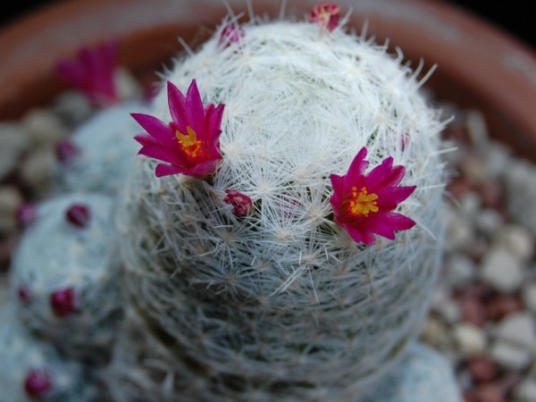 Mammillaria humboldtii 