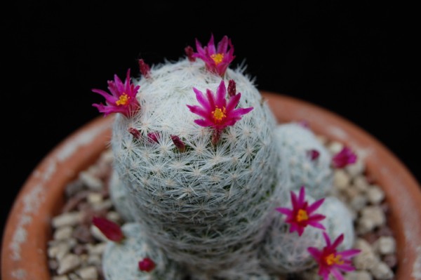 Mammillaria humboldtii 