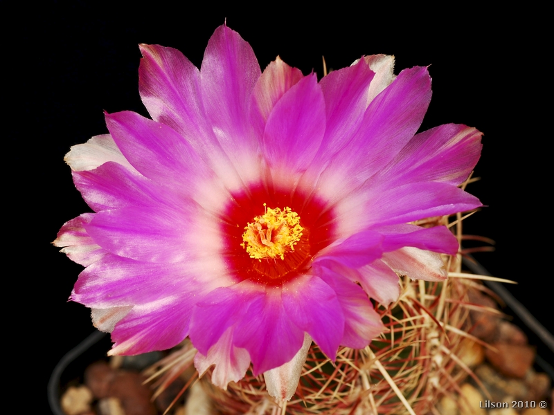 Thelocactus bicolor v. texensis 