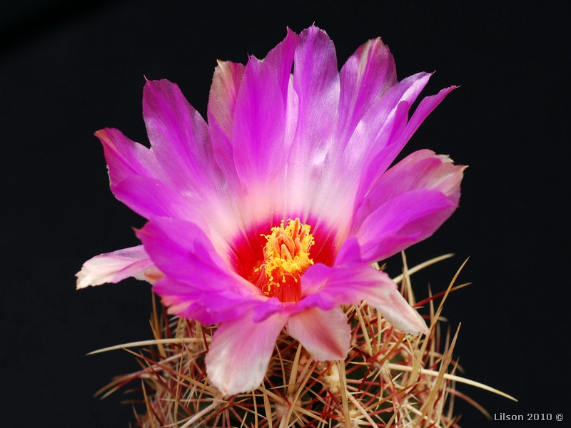 Thelocactus bicolor v. texensis 