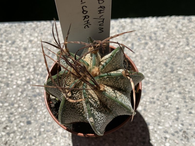 Astrophytum capricorne 