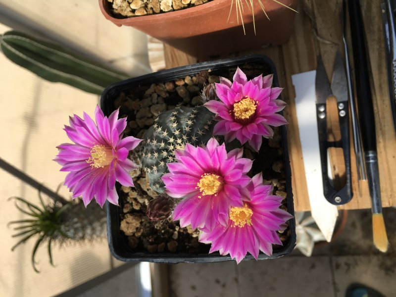 Echinocereus pulchellus 