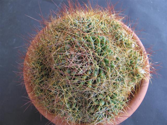 Mammillaria decipiens ssp. camptotricha 