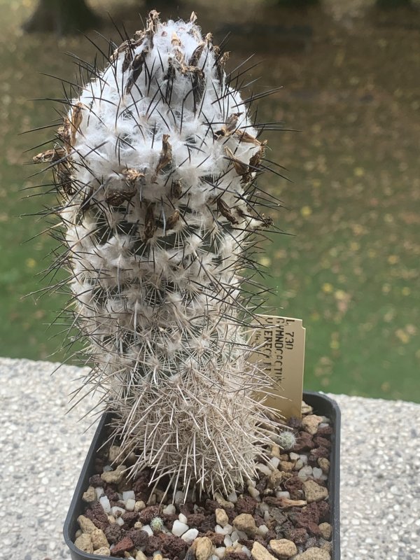 Gymnocactus viereckii 