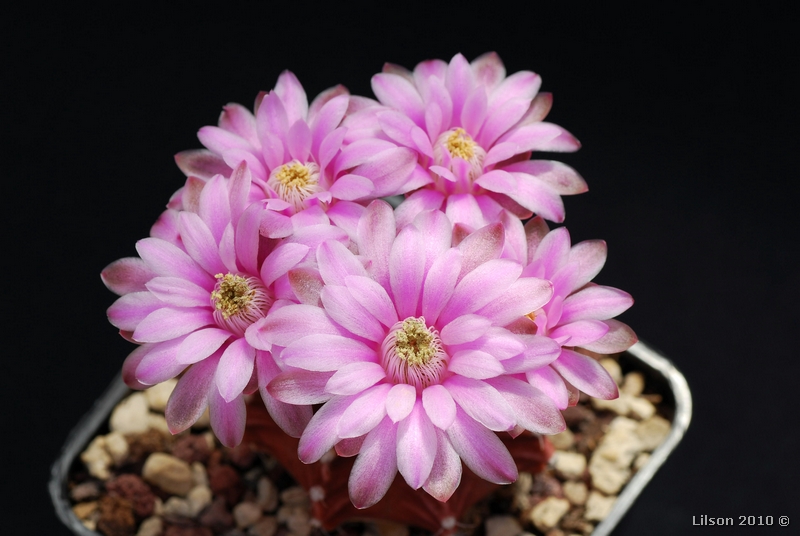 Gymnocalycium stenopleurum 