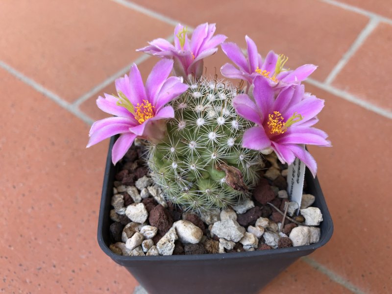 Mammillaria insularis 