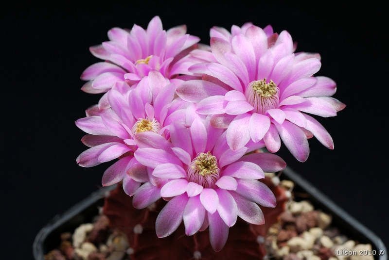 Gymnocalycium stenopleurum 