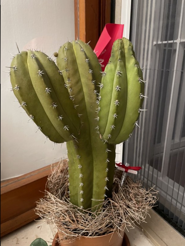 cactus 