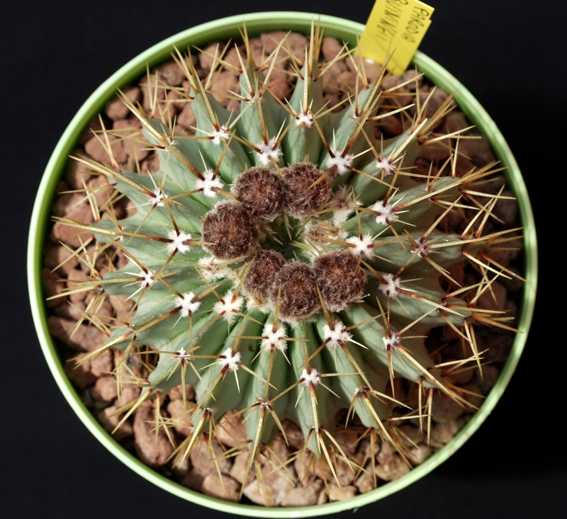 Parodia buiningii 