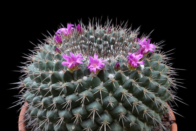 Mammillaria craigii ROG 637