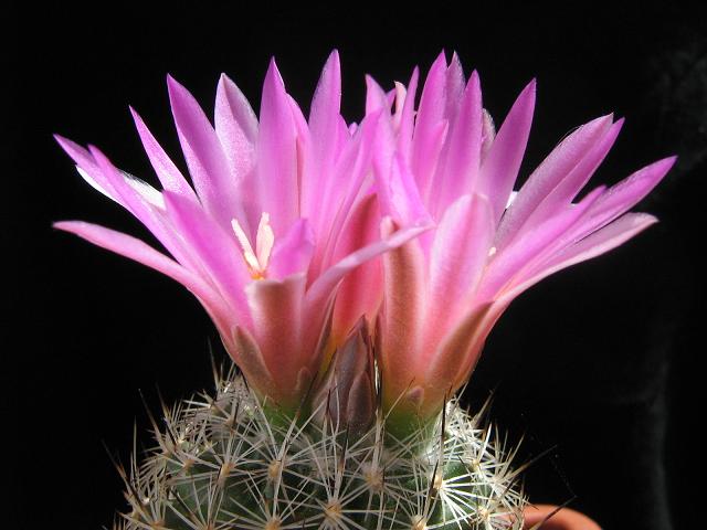 Turbinicarpus beguinii 