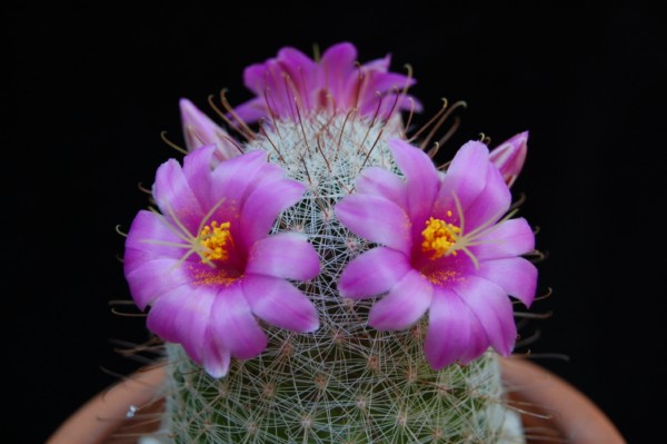 Mammillaria grahamii 