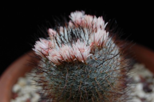 Mammillaria ritteriana 