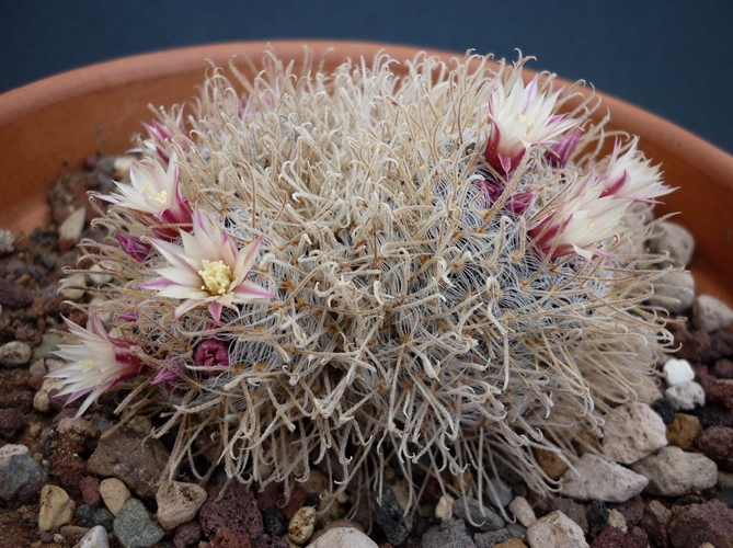 Mammillaria nana ssp. duwei 