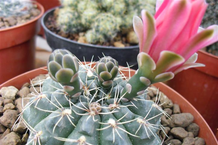 Gymnocalycium baldianum 