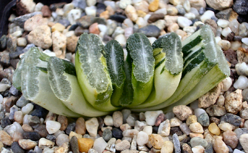 Haworthia truncata f. variegata 