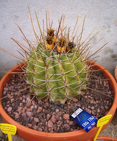 Ferocactus rectispinus 