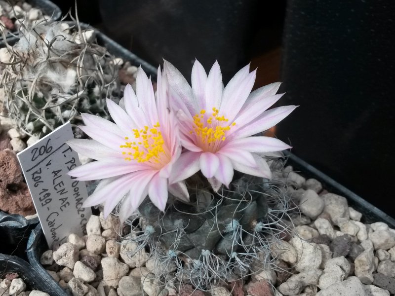 Turbinicarpus pseudomacrochele v. alenae ROG 199