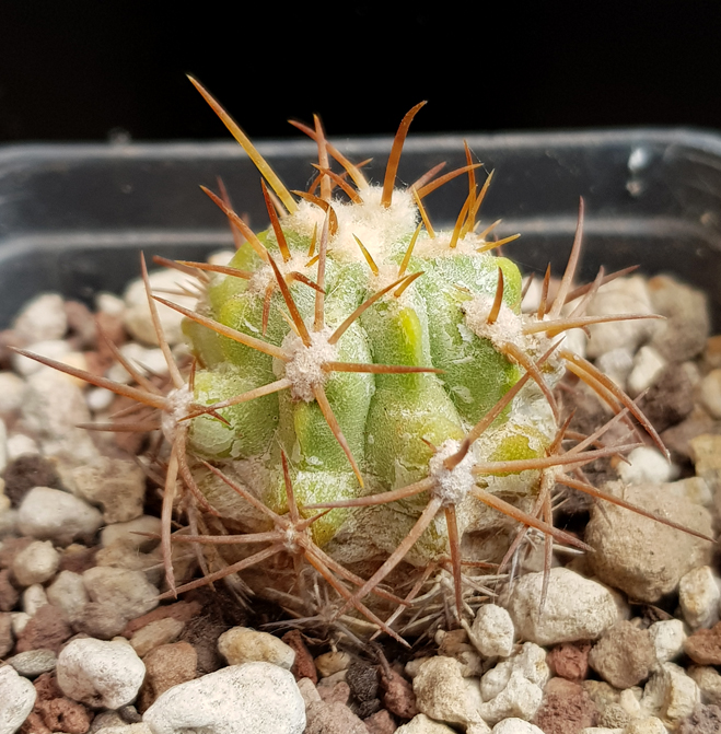 Copiapoa solaris JA 274