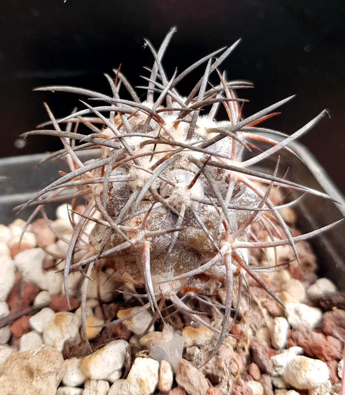 Copiapoa griseoviolacea JA 203