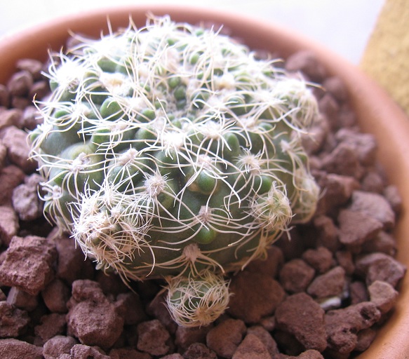 Gymnocalycium calochlorum v. proliferum 