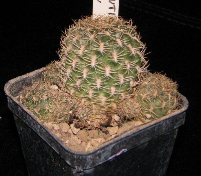 Sulcorebutia breviflora 