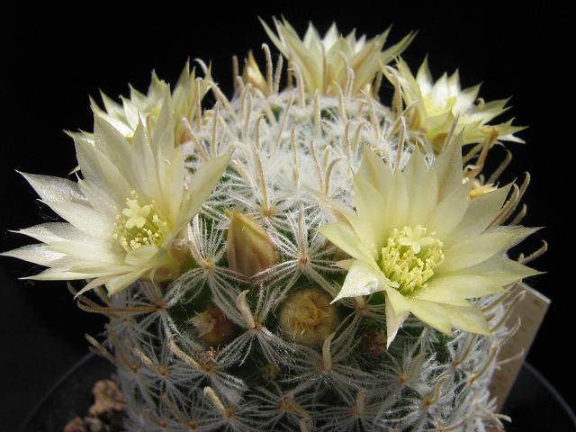 Mammillaria duwei 