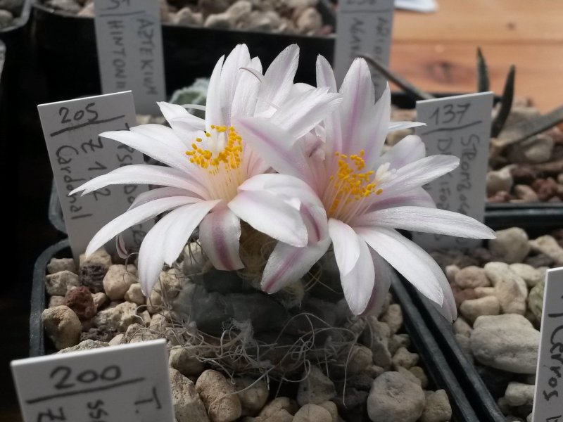 Turbinicarpus pseudomacrochele Z 192