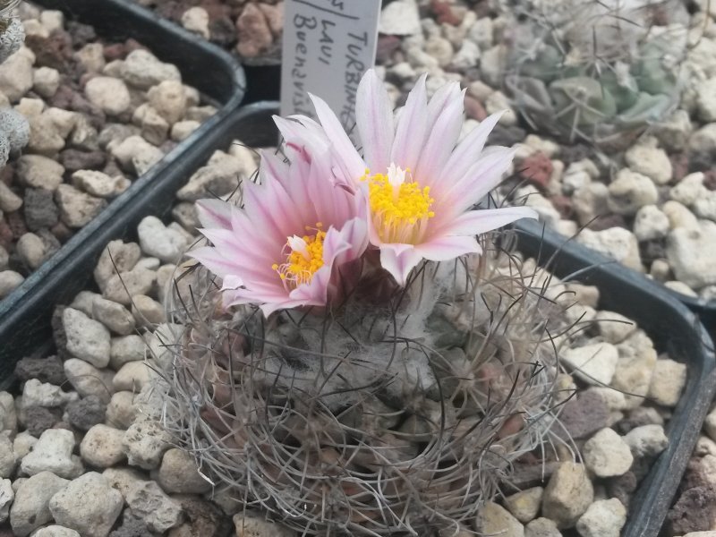 Turbinicarpus laui 