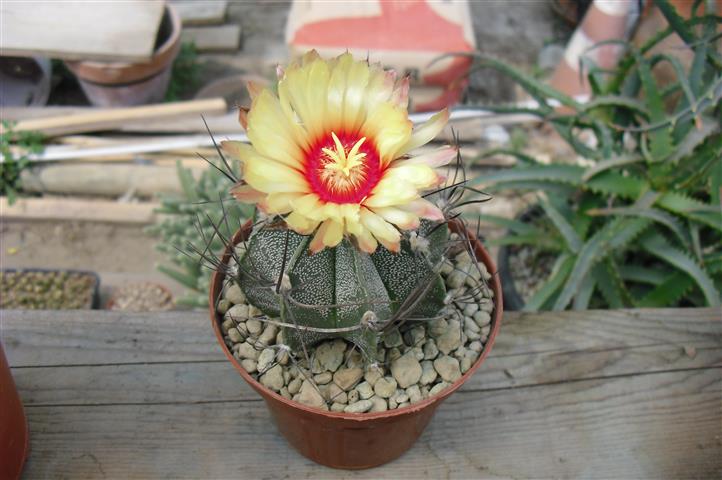 Astrophytum capricorne 