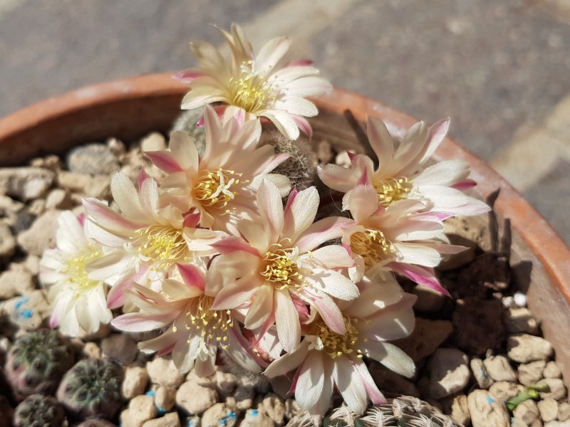 Rebutia cv. sunrise 