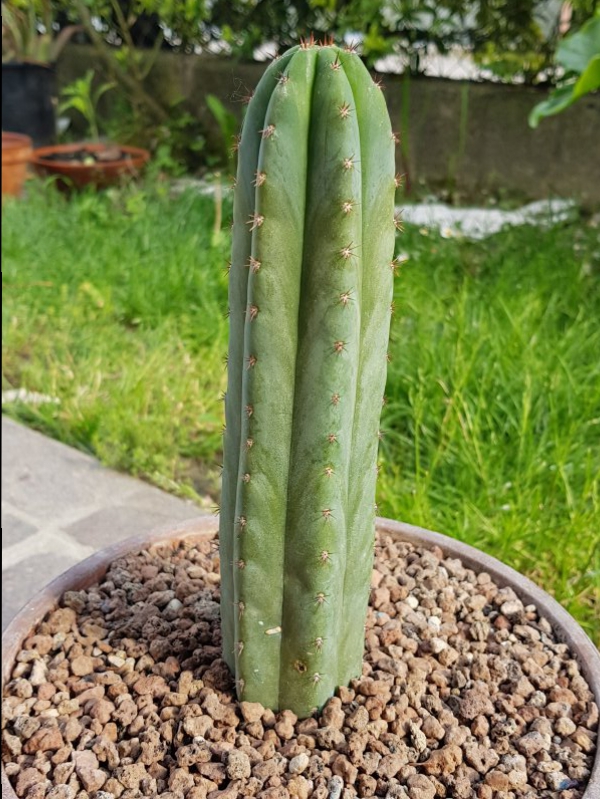 Trichocereus pachanoi 